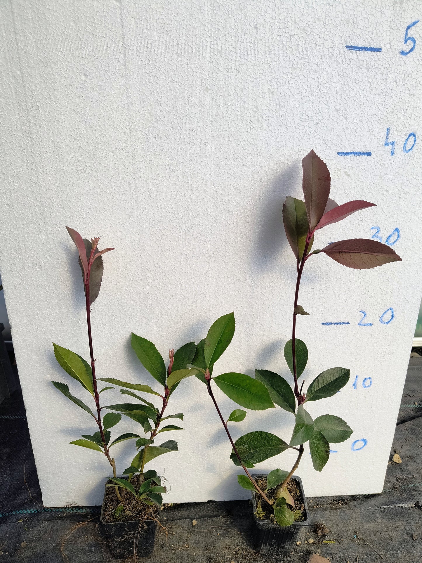 Photinia Red Robin